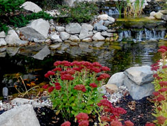 Red Flowers and Pond | Fish Pond Installation and Repair in Avon, MA